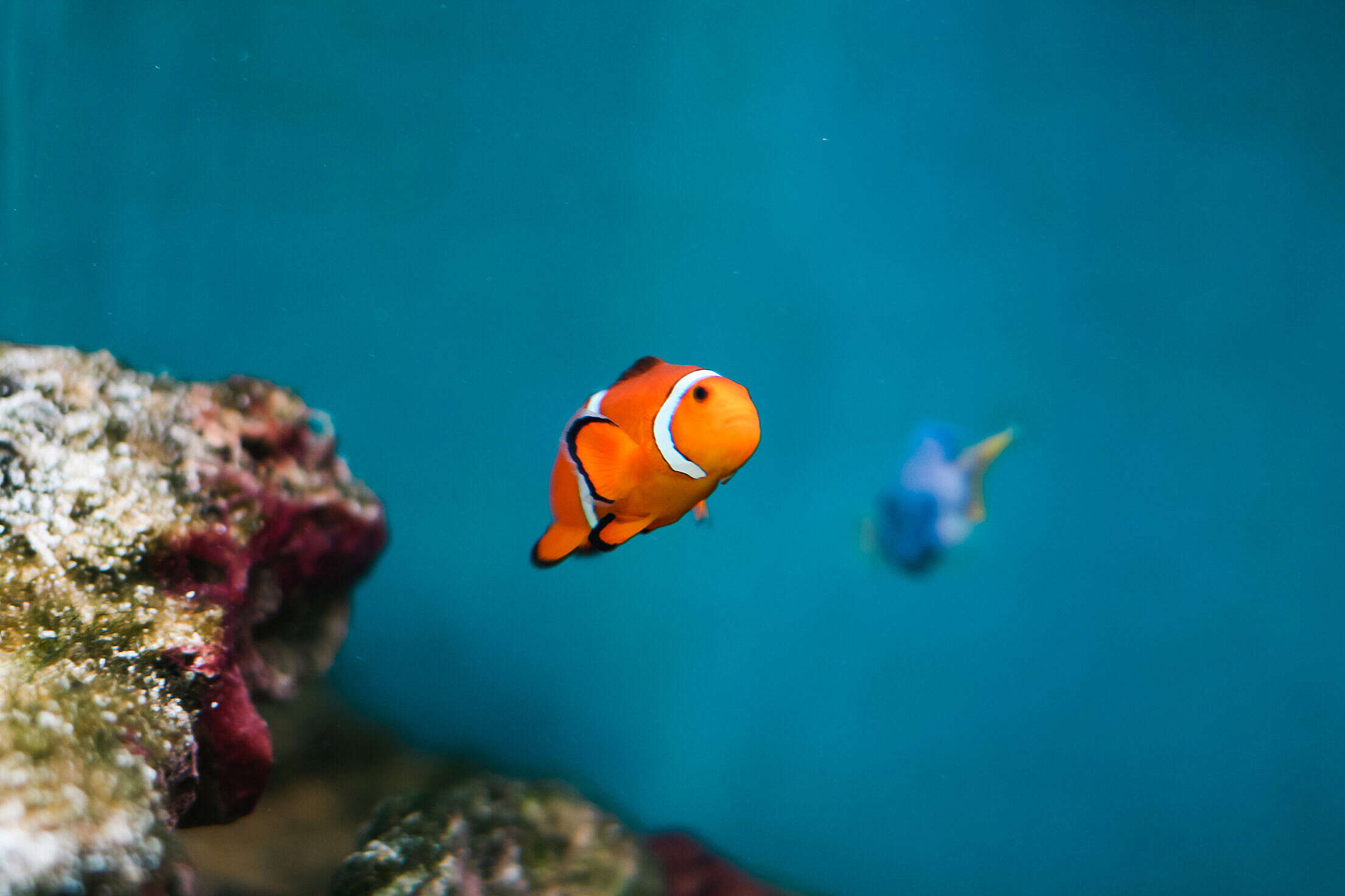 Finding Nemo and Dory as Real Fish: Percula Clownfish & Pacific Blue Tang Free Stock Photo