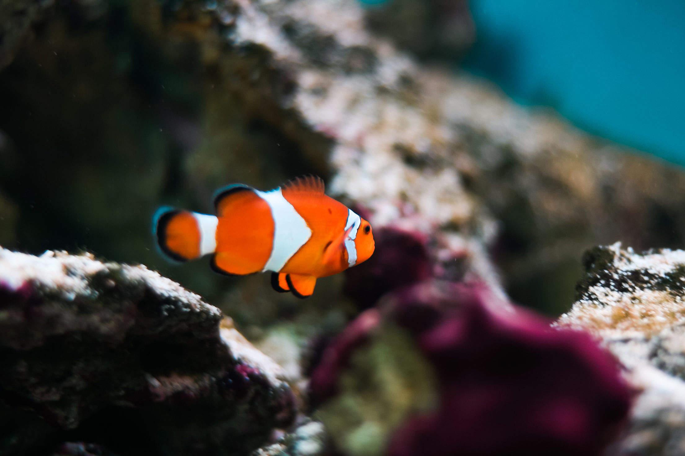 Finding Nemo Real Fish: Percula Clownfish Free Stock Photo