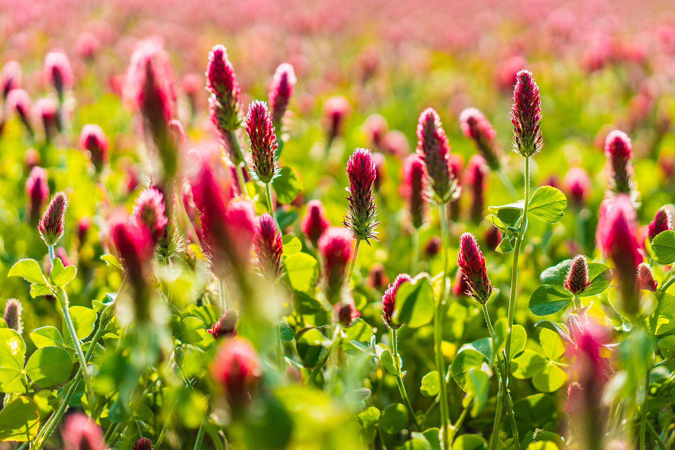 First Blooms of Crimson Clover Free Stock Photo