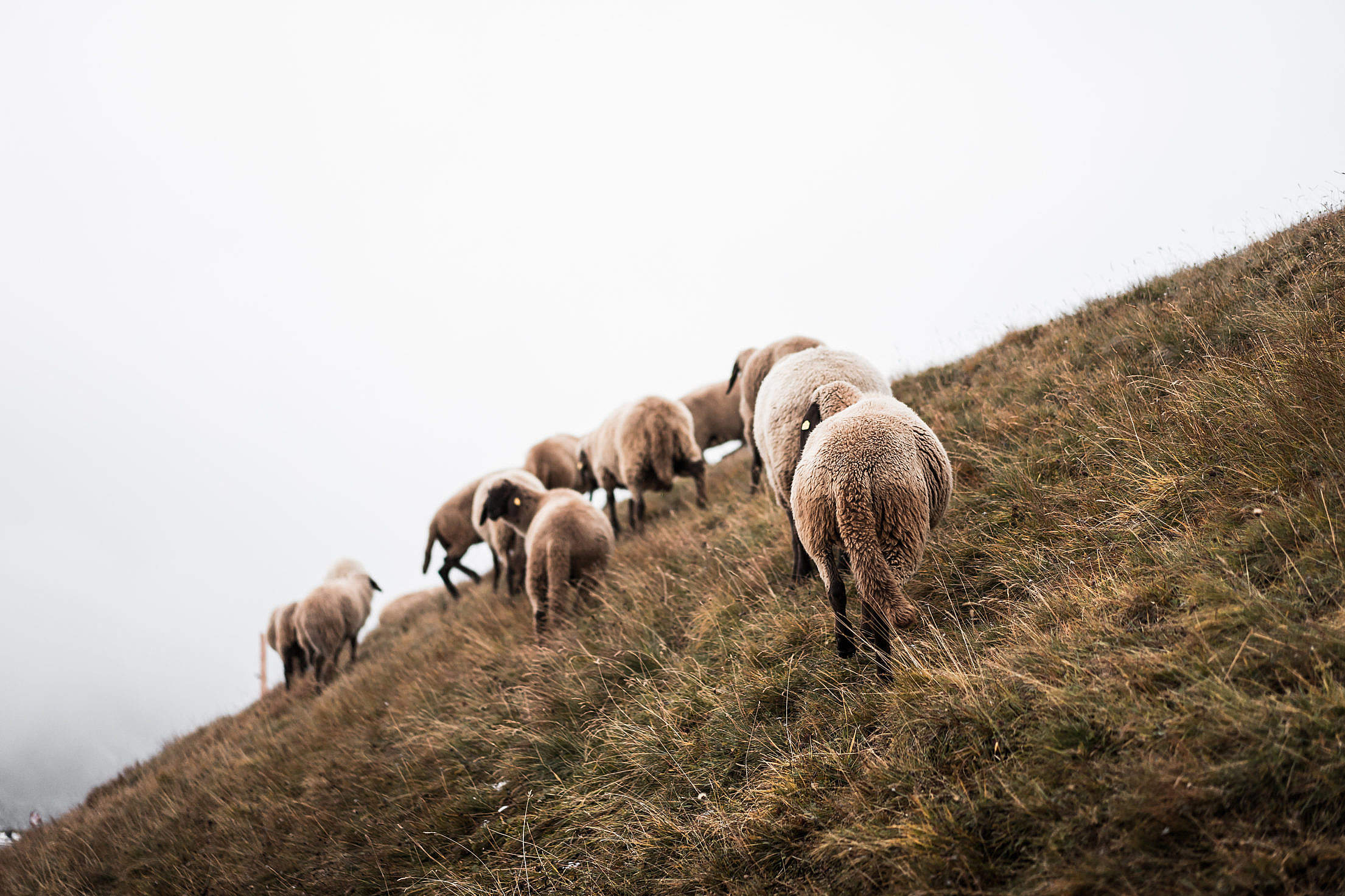 Flock of Sheep on a Steep Hill Free Stock Photo | picjumbo