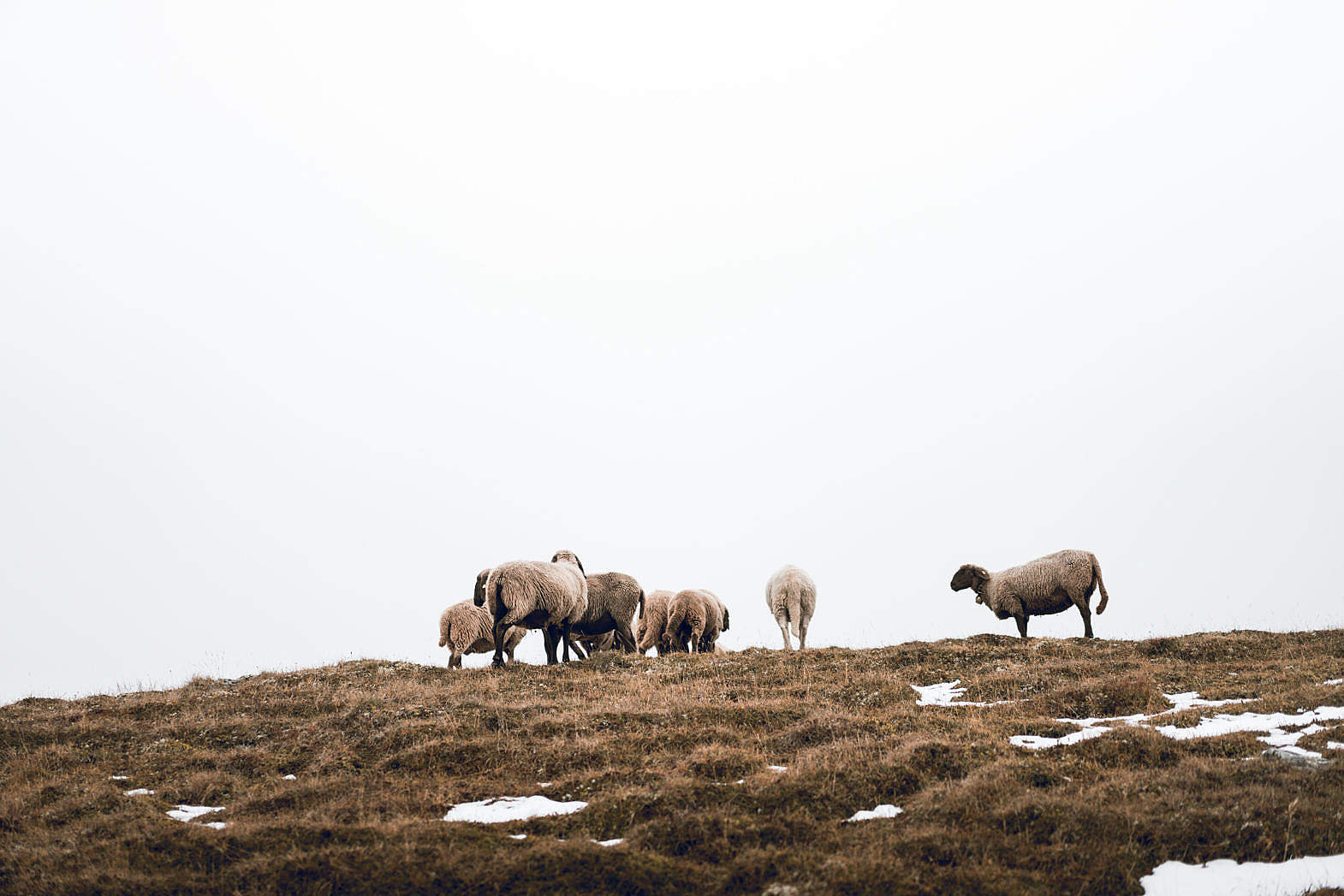 Flock of Sheep on Foggy Horizon Free Stock Photo | picjumbo