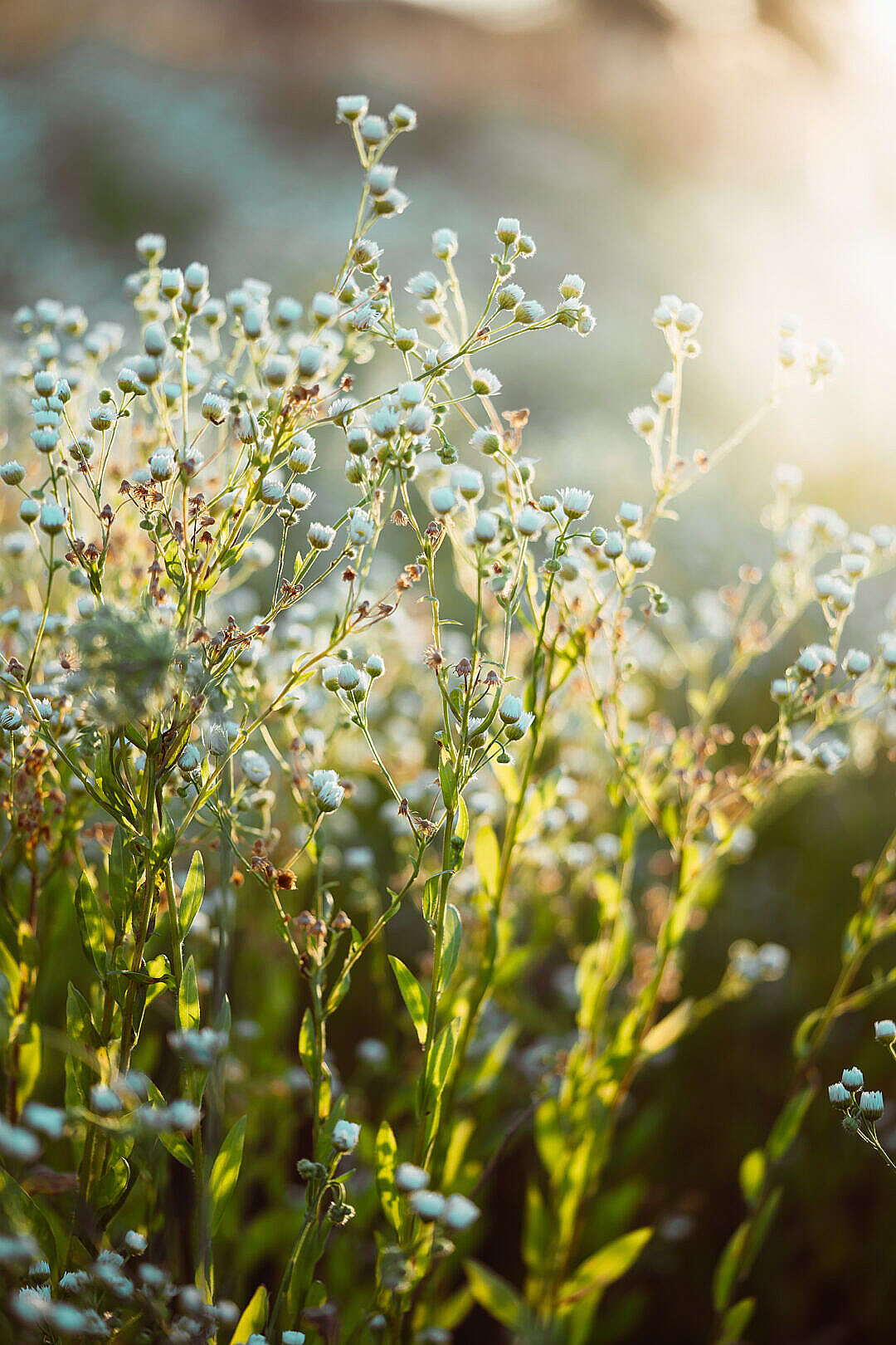 Download Flowering Chamomile Plant FREE Stock Photo