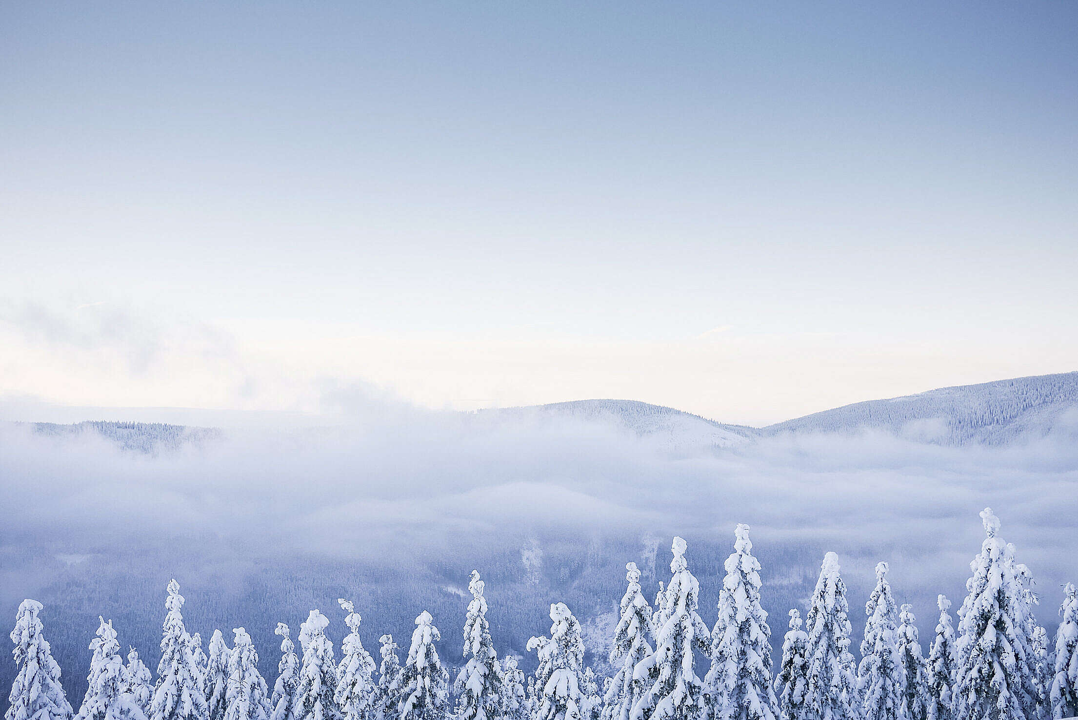 Fog over a Snowy Forest in the Mountains Free Stock Photo