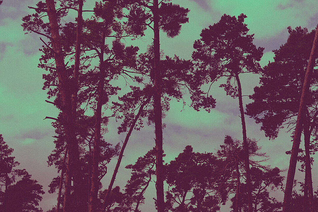 Forest Treetops Nature Vintage Retro Background