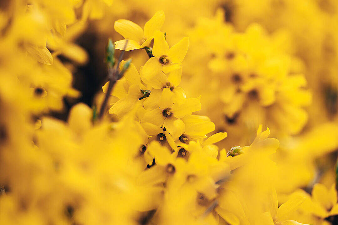 Download Forsythia Blossoms Close Up FREE Stock Photo