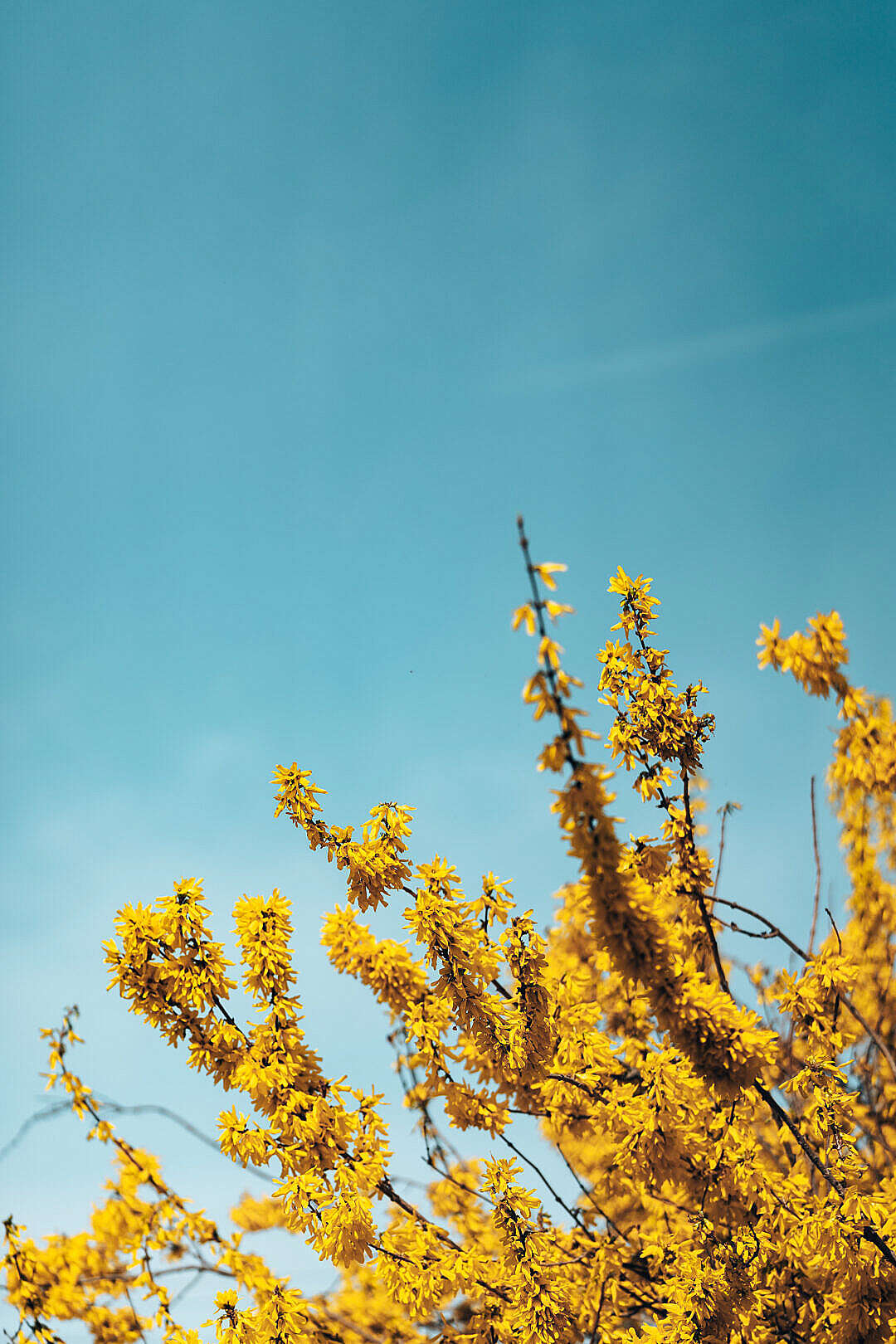 Forsythia Bush Against Blue Sky
