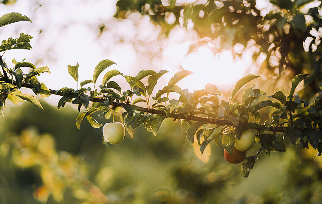 Download Fresh Fruits Apples on a Tree Against Sun FREE Stock Photo