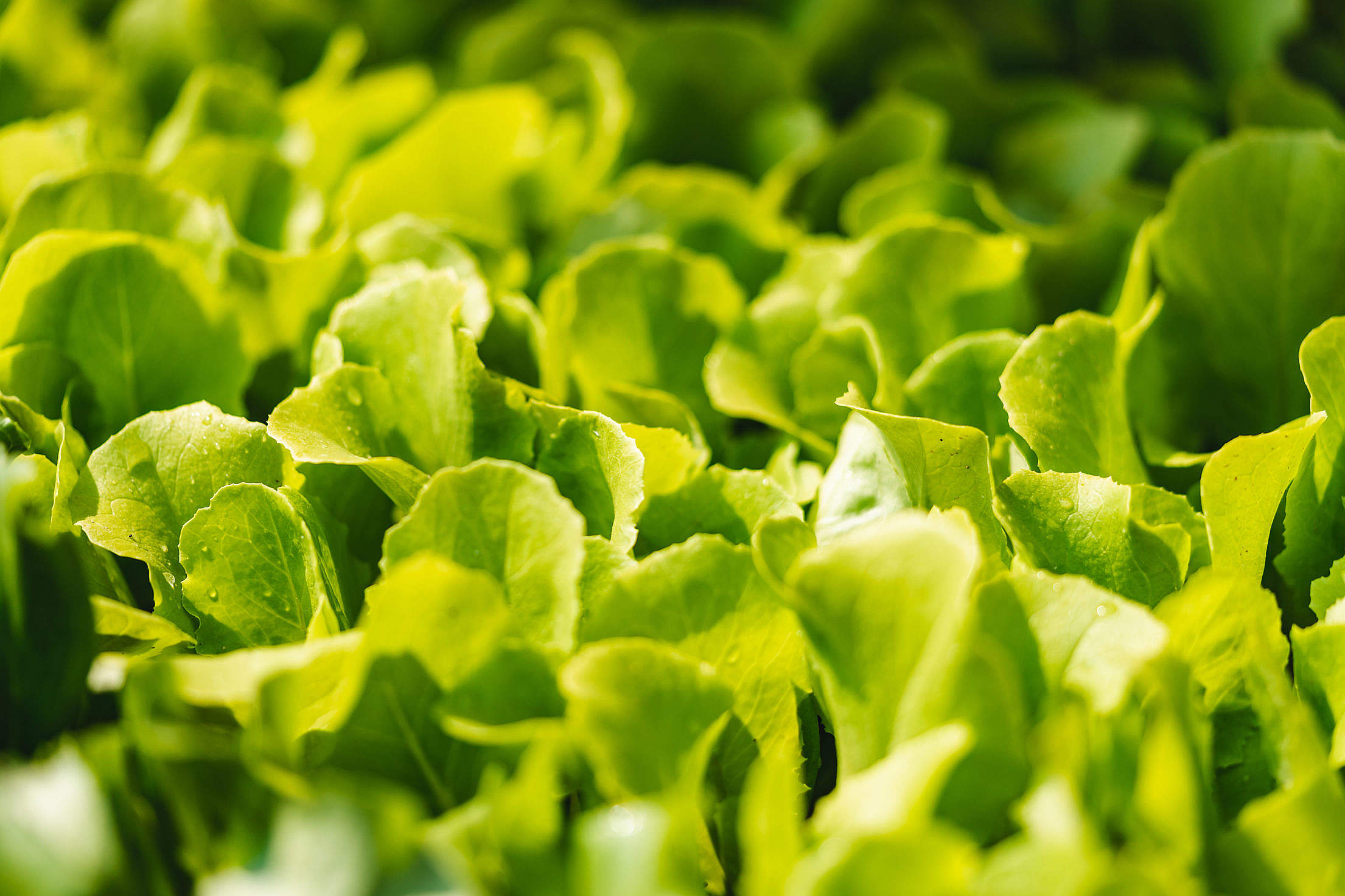Fresh Lettuce Leaves Free Stock Photo