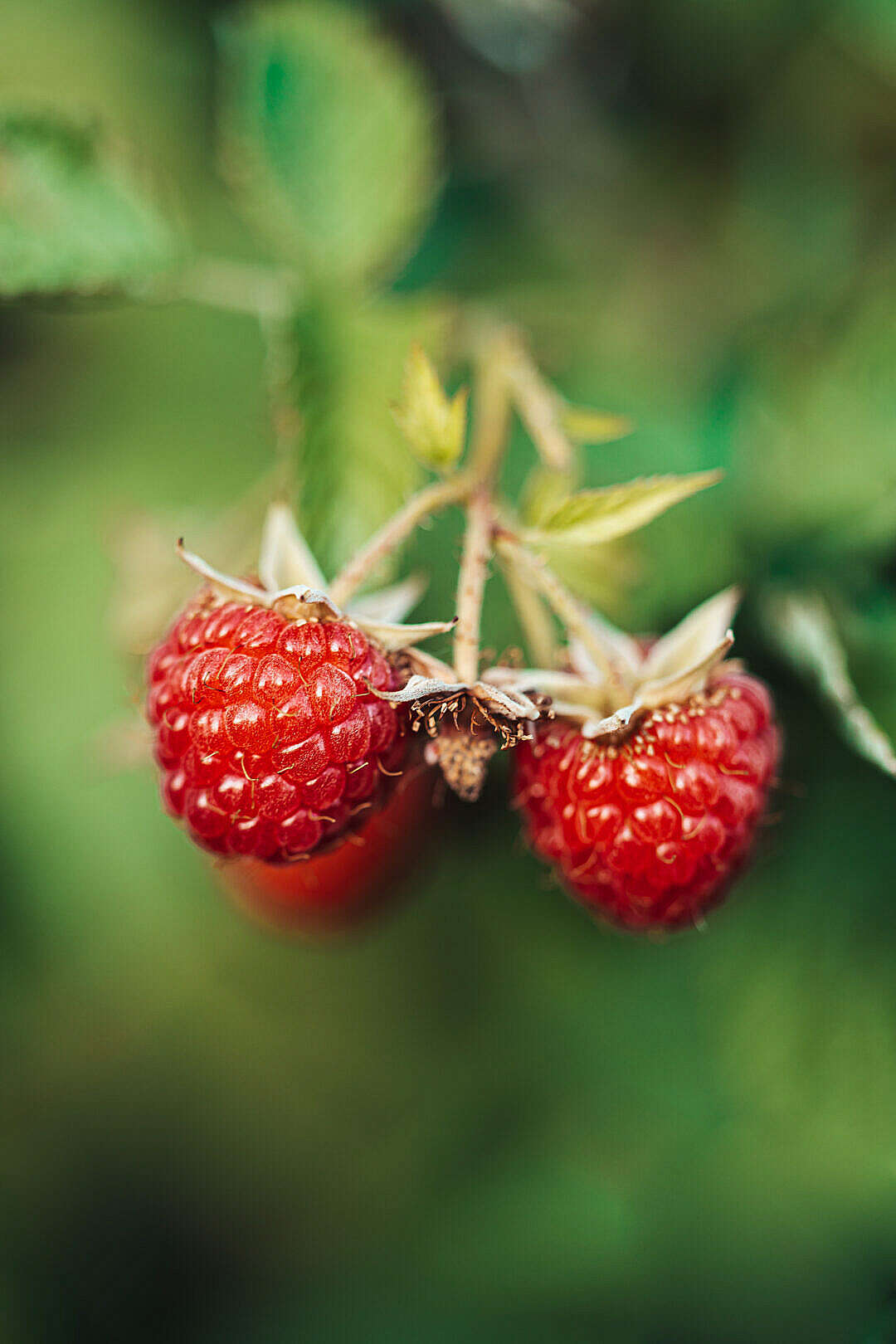 Download Fresh Raspberries FREE Stock Photo
