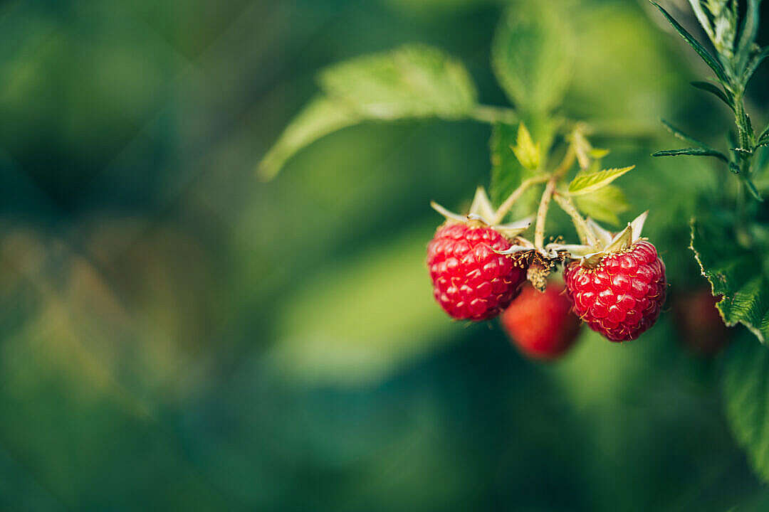 Fresh Raspberries with Space for Text