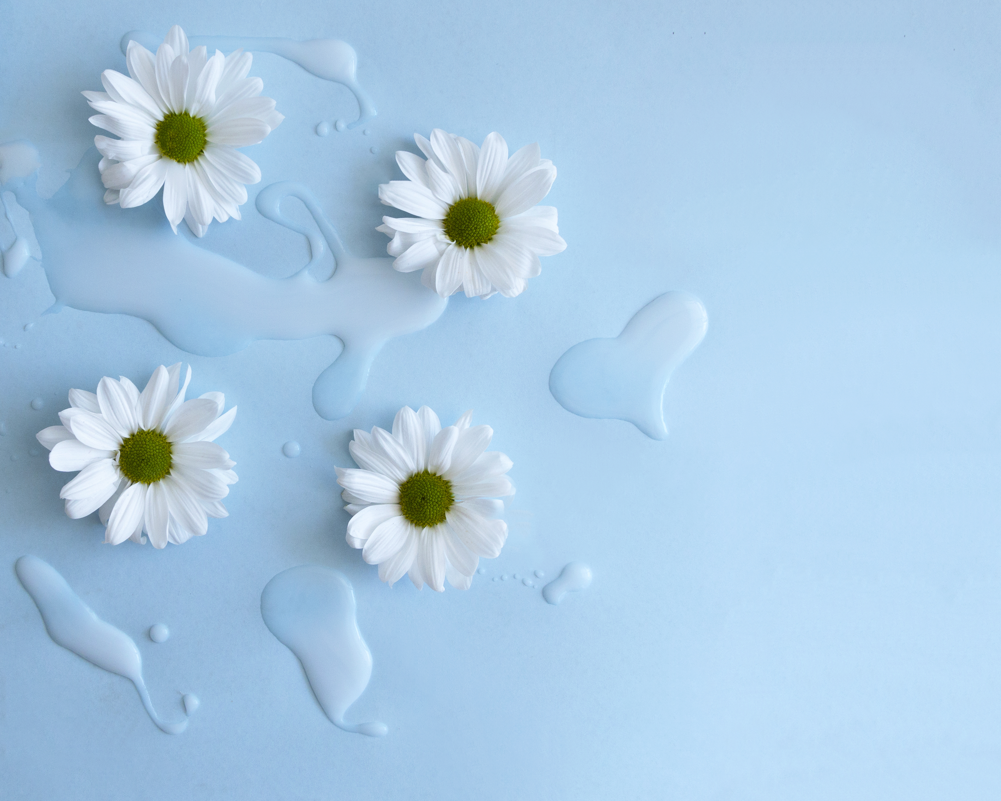 Fresh White Flowers on Blue Background Free Stock Photo | picjumbo