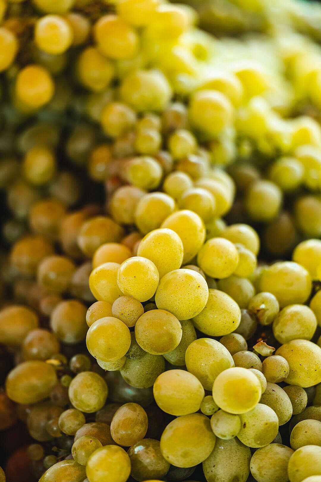 Download Fresh White Grapes FREE Stock Photo