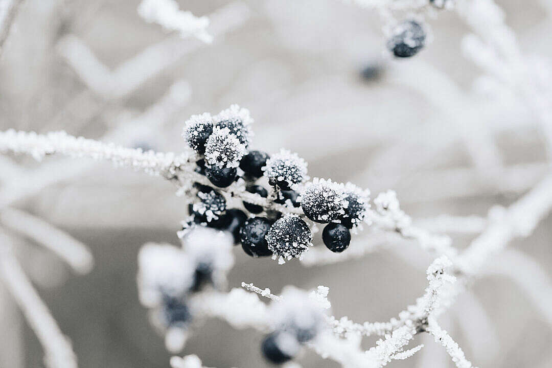 Frosted Blueberries