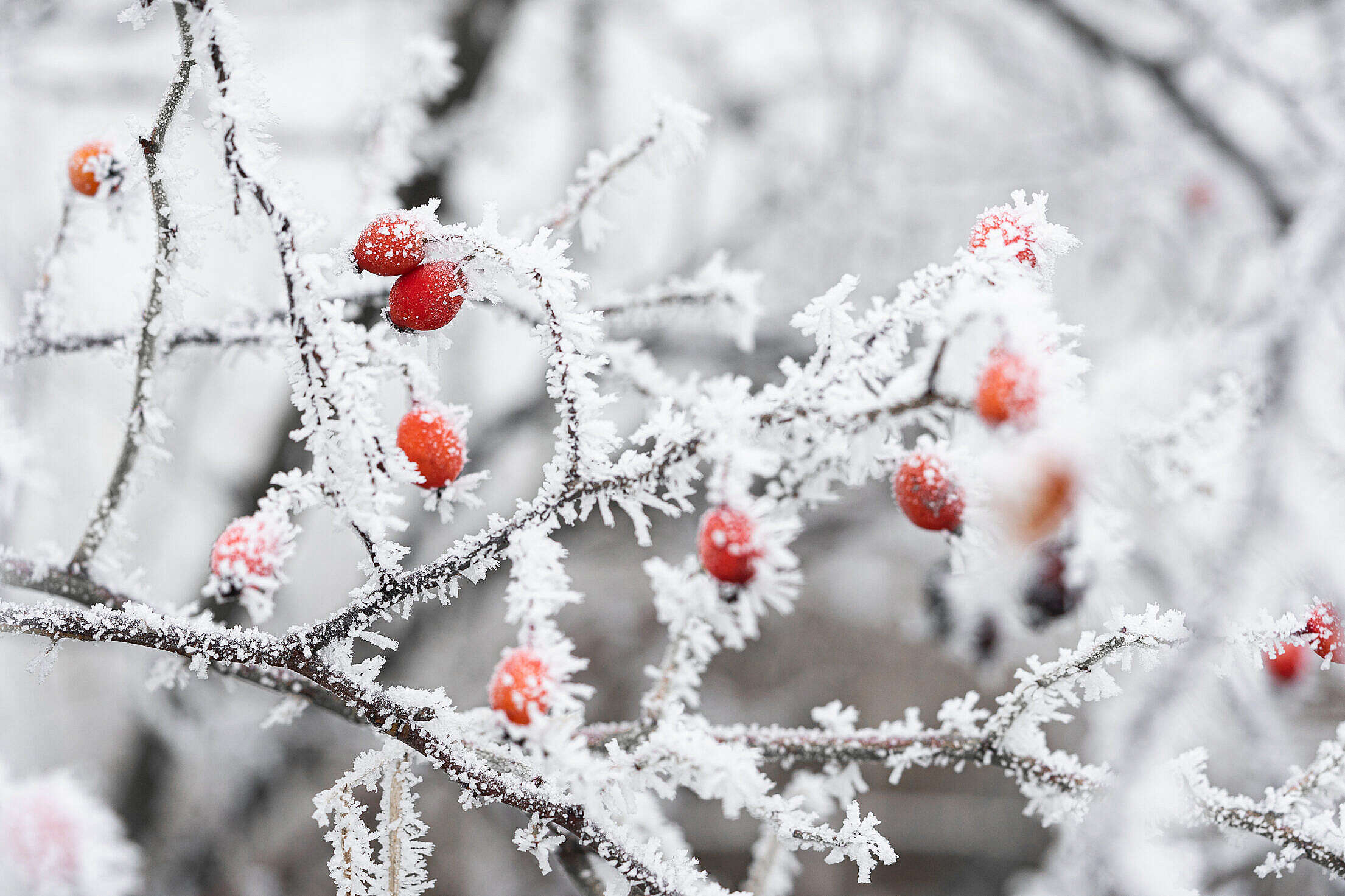 Frosted Rosehip Free Stock Photo