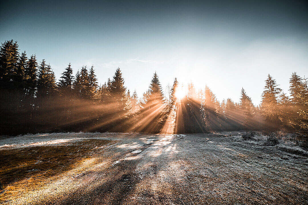 Frozen Morning in Winter Forest