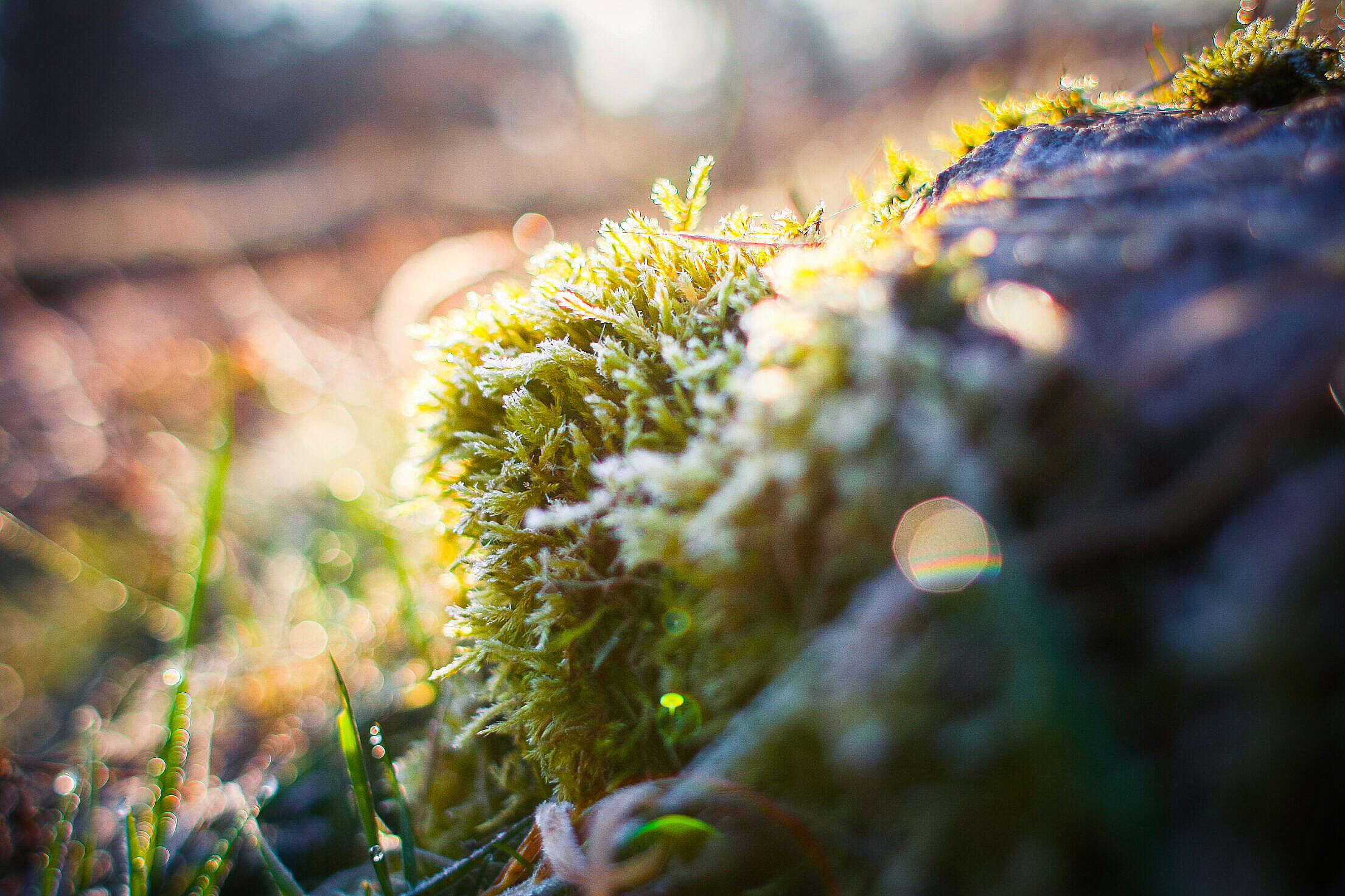 Frozen Moss in Morning Forest Free Stock Photo