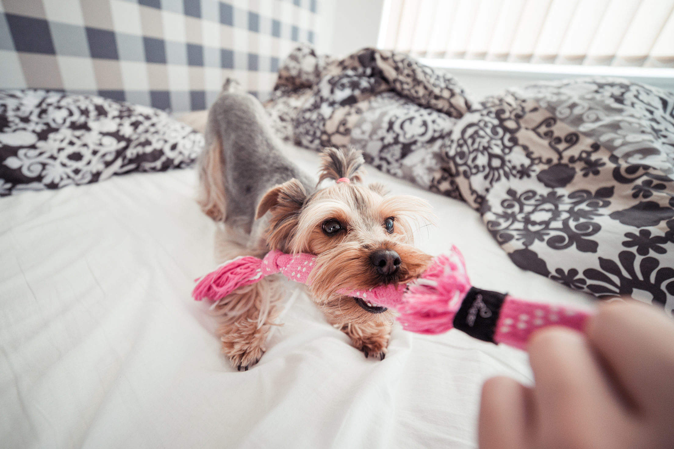 Funny Playing With Yorkie Dog at Home #2 Free Stock Photo