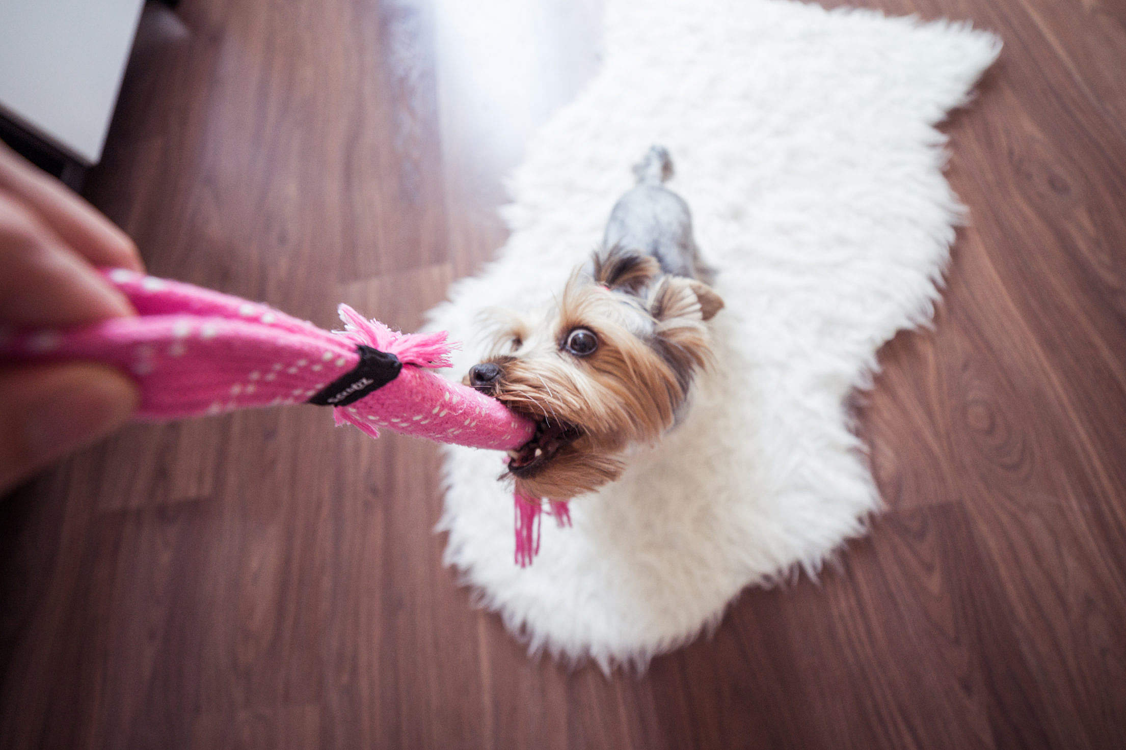 Funny Playing With Yorkie Dog at Home Free Stock Photo