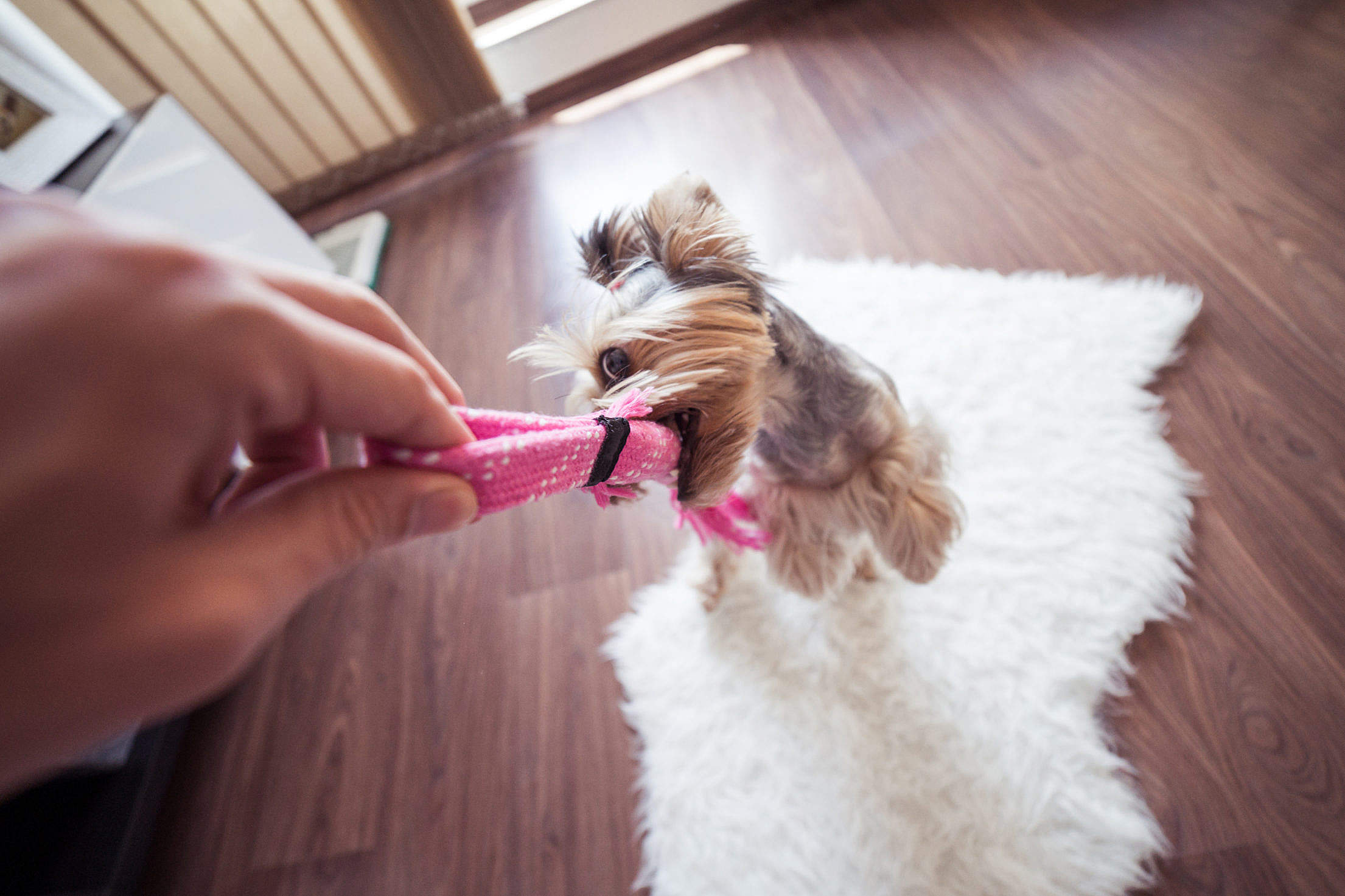 Funny Playing With Yorkie Dog at Home #3 Free Stock Photo