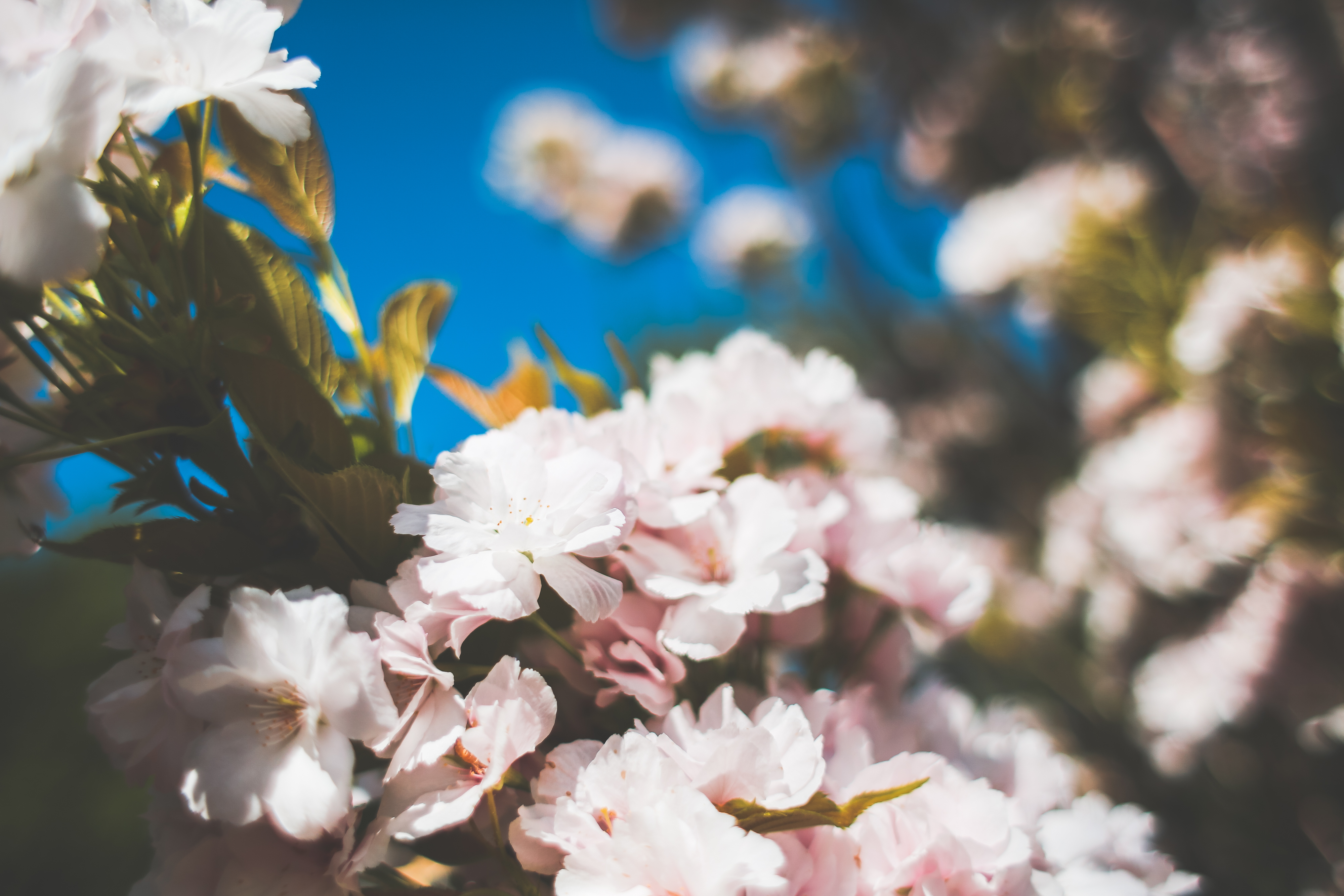 Free Flowers Stock Photos 