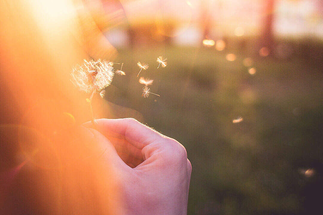 Girl Blowing a Blowball/Dandelion