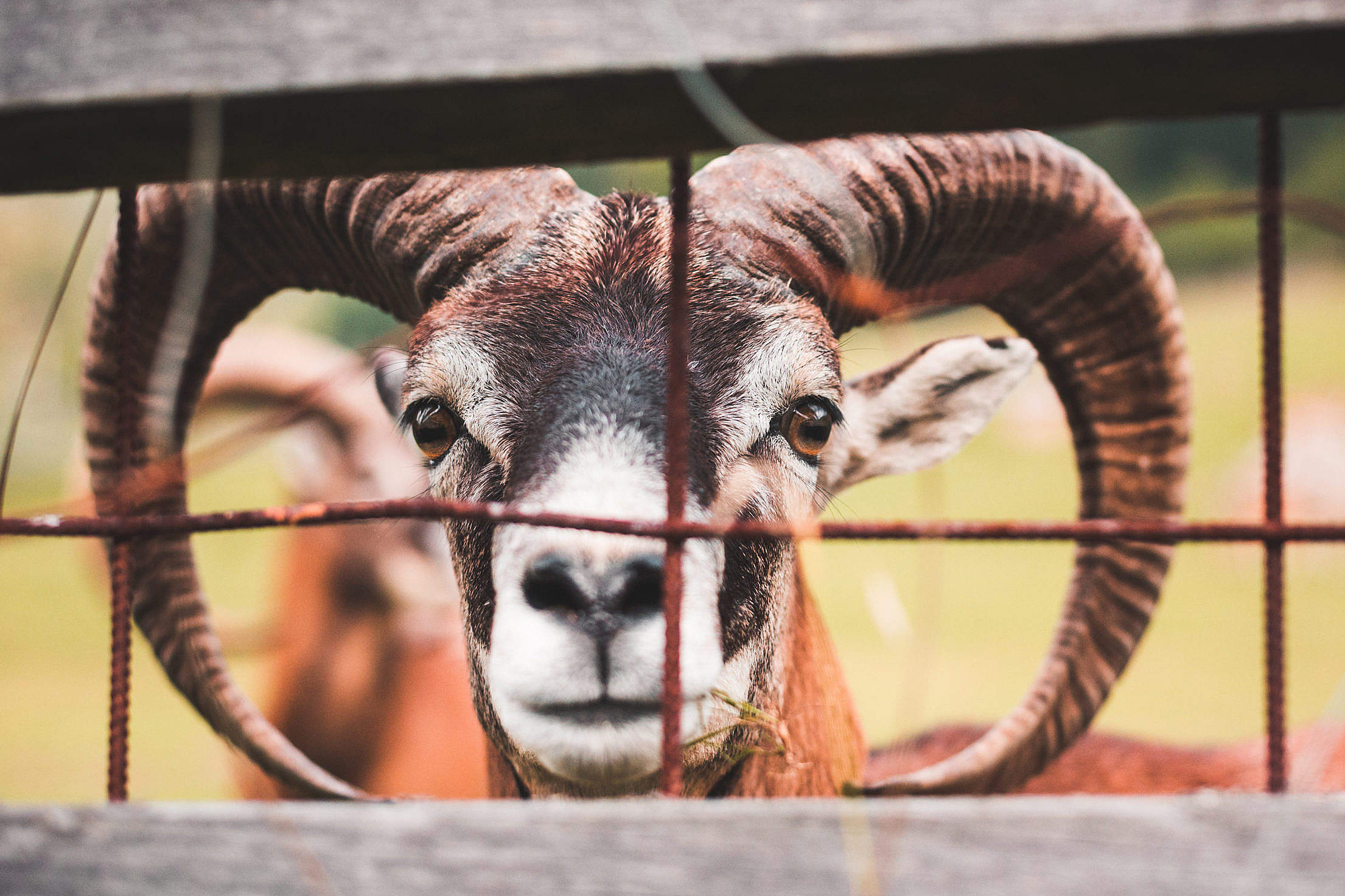 Goat Behind the Fence Free Stock Photo