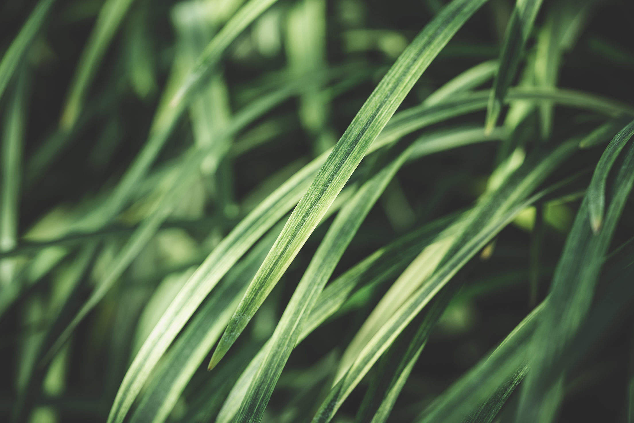 Grass Stems Close Up Free Stock Photo picjumbo