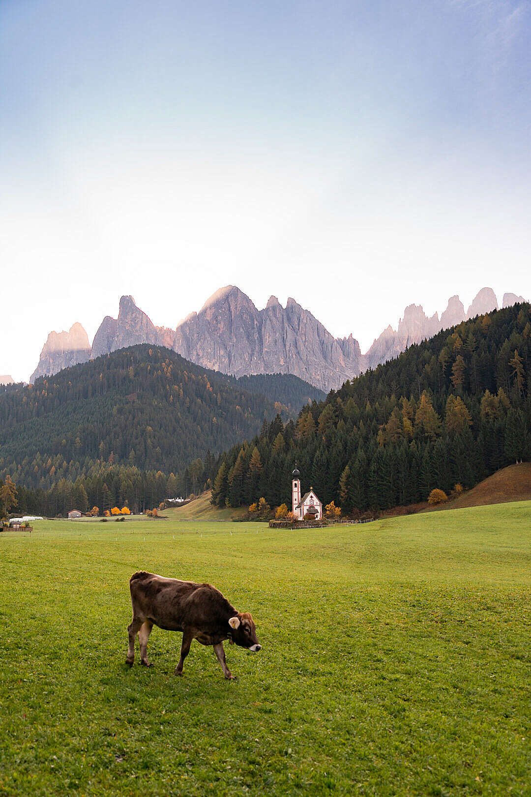 Grazing Cow near Church of St. John in Ranui, Italy