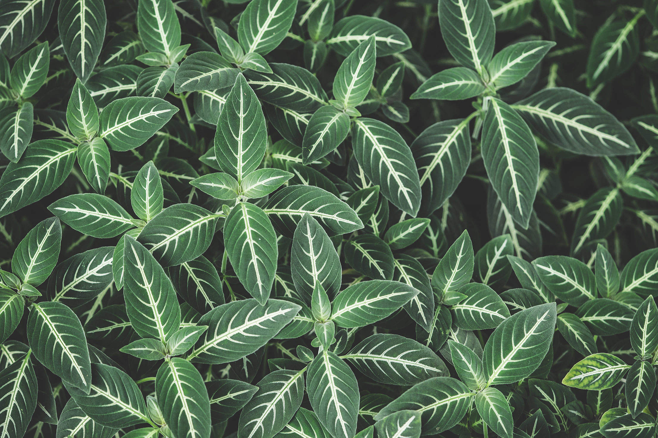Green Leaves with White Lines Pattern Background Free Stock Photo