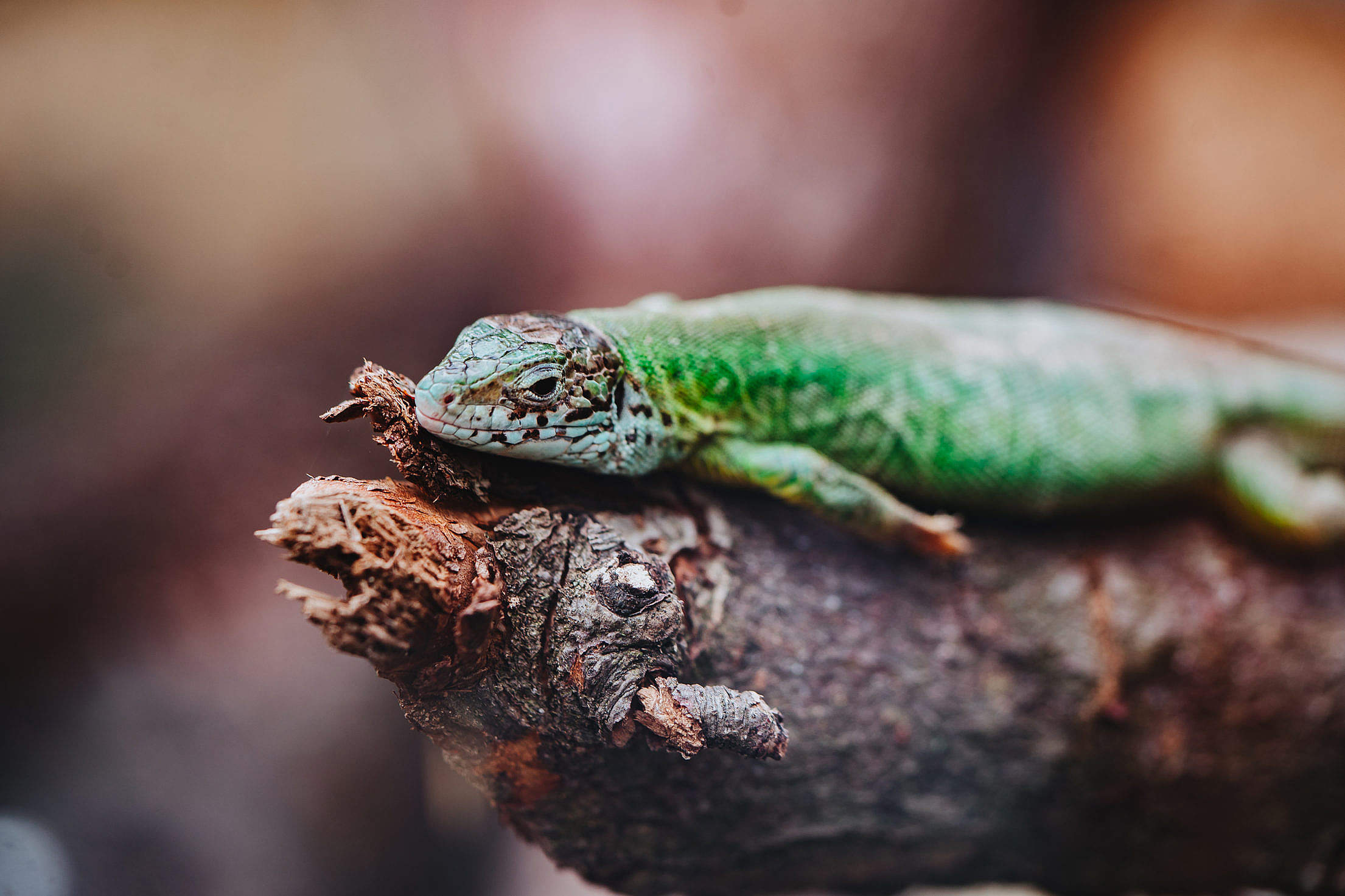 Photos of Reptiles | Free Stock Images | Everypixel