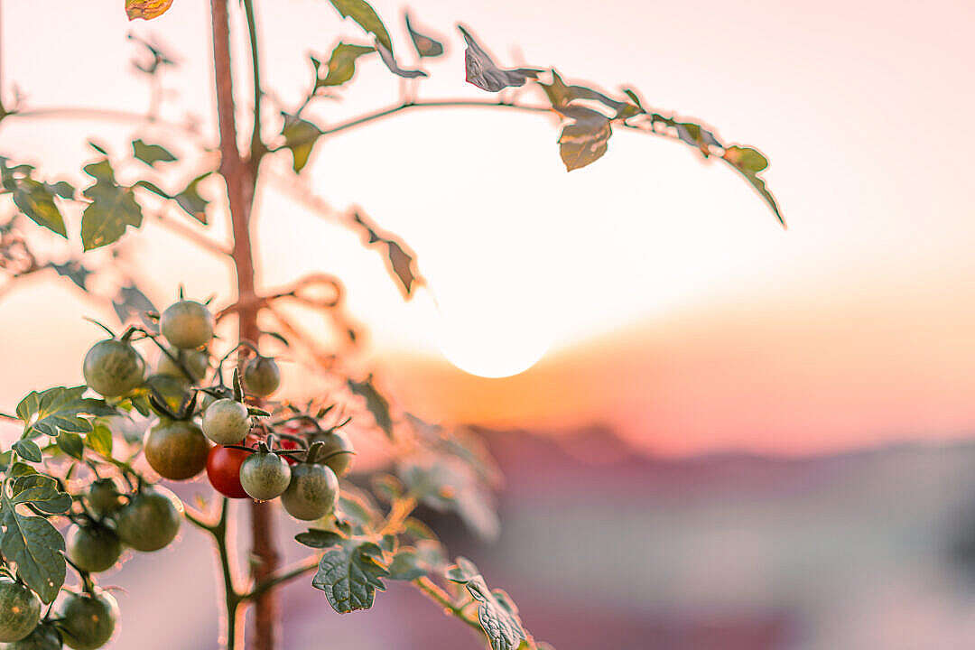 Growing Unripe Cherry Tomatoes Close Up