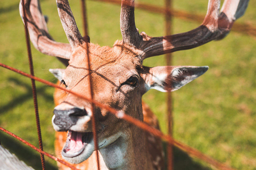 Download Happy Deer FREE Stock Photo