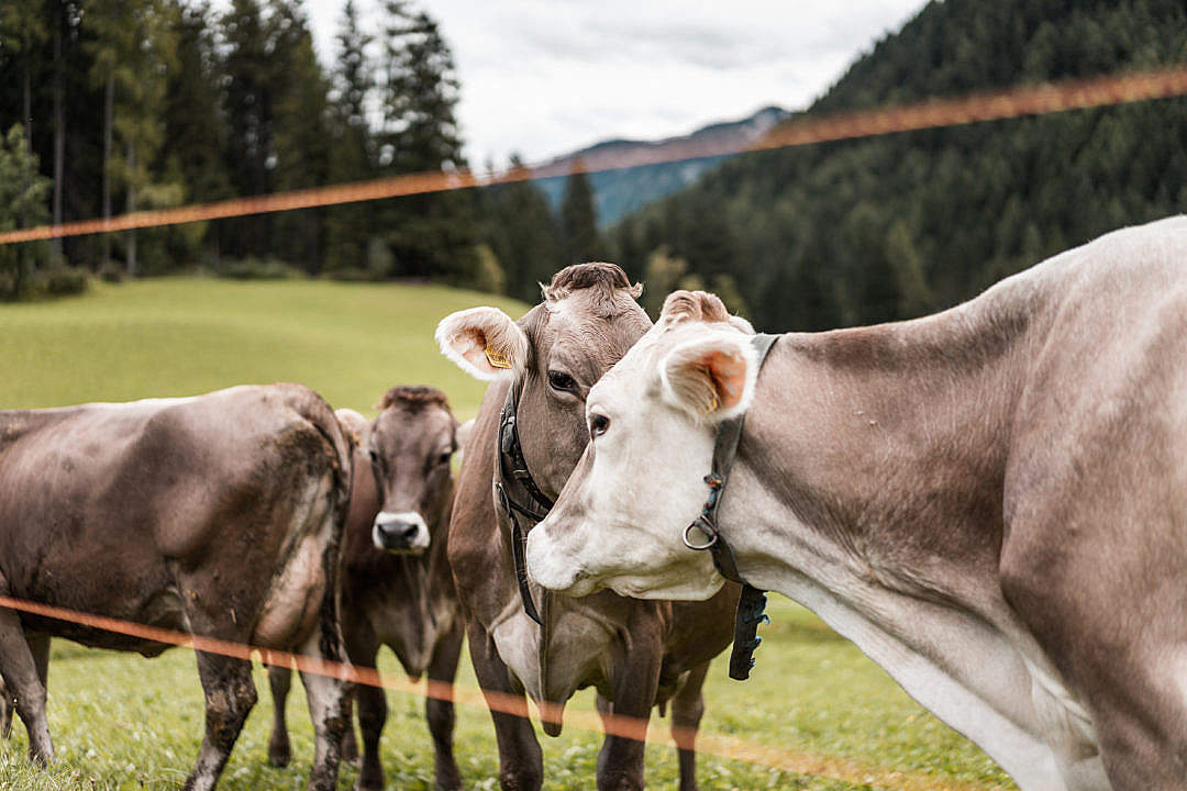 Herd of Cows