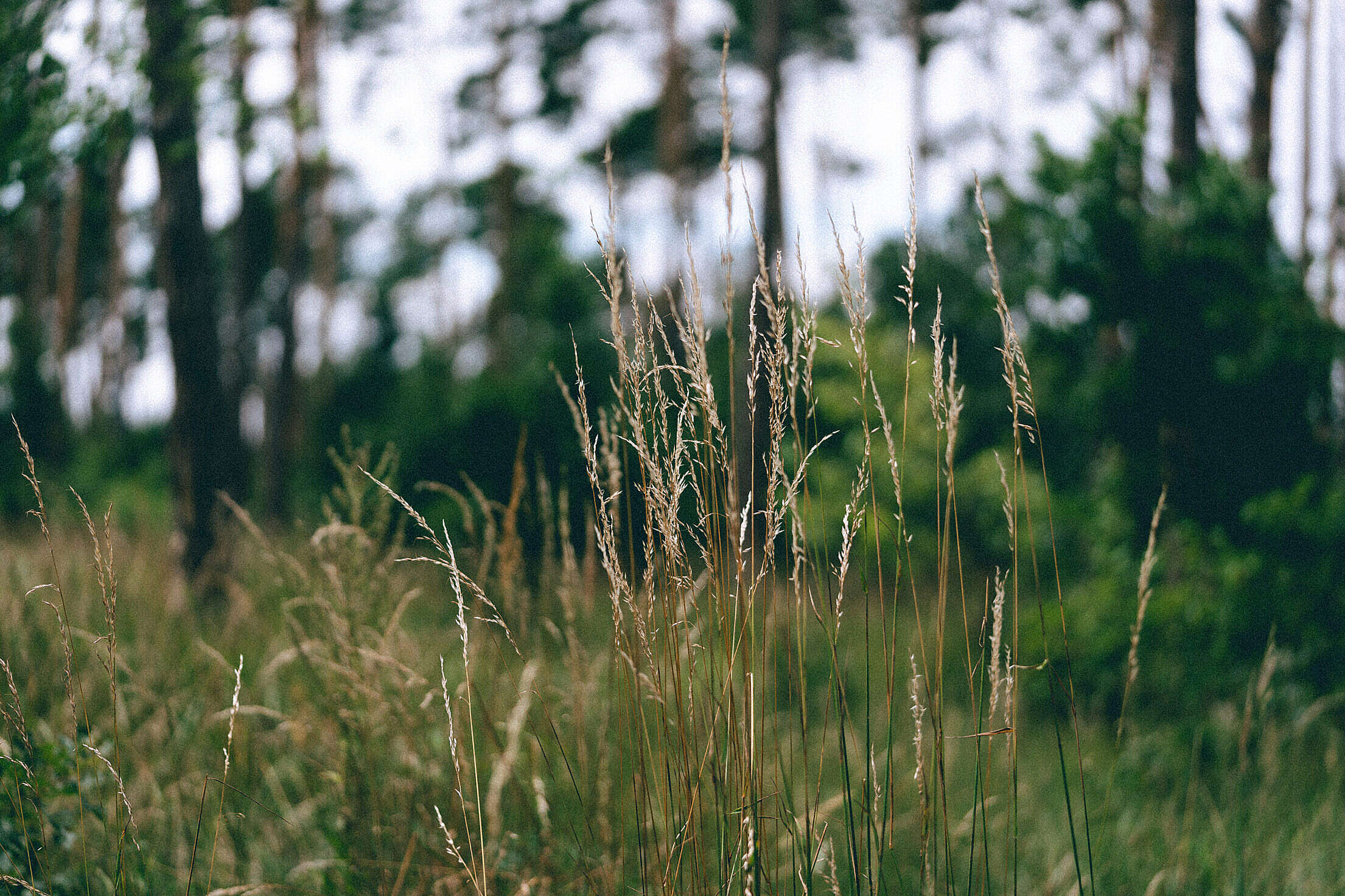High Grass and Flora in Forest Free Stock Photo