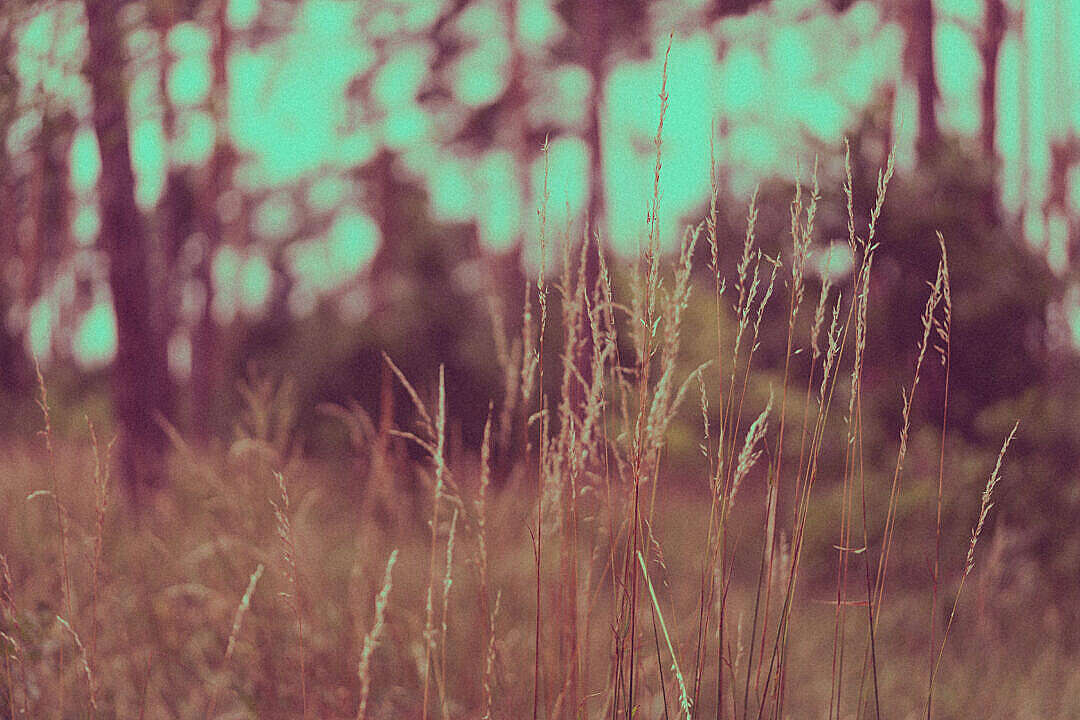 High Grass in The Forest