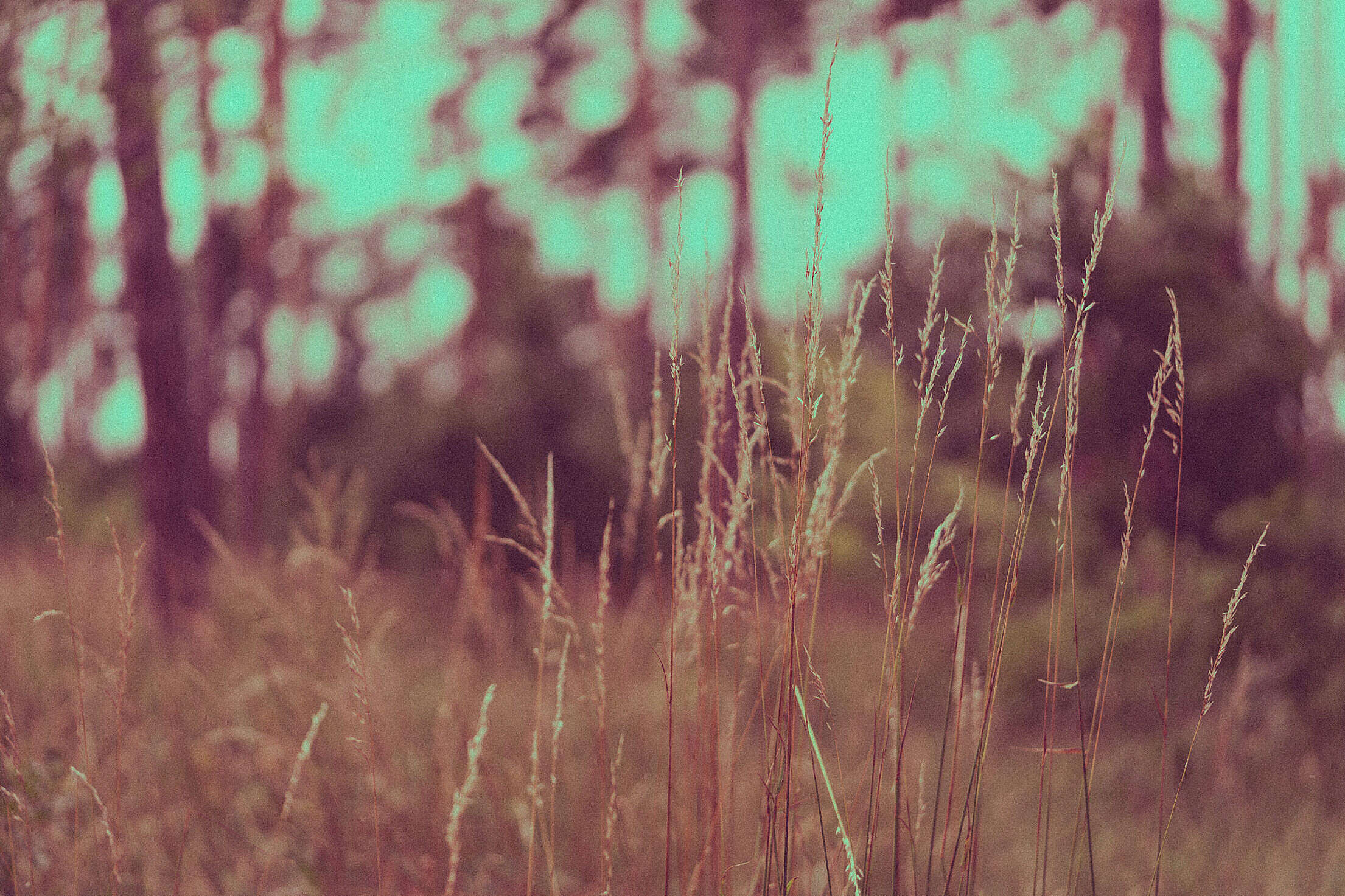 High Grass in The Forest Free Stock Photo