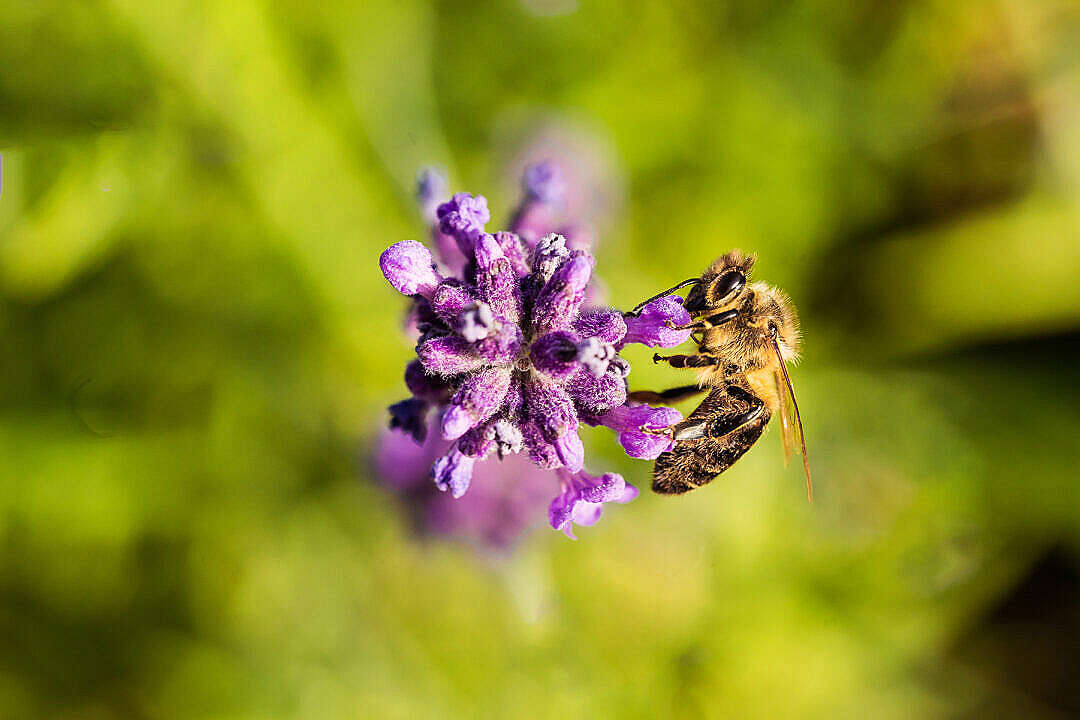 Download Honey Bee on a Lavender Flower FREE Stock Photo