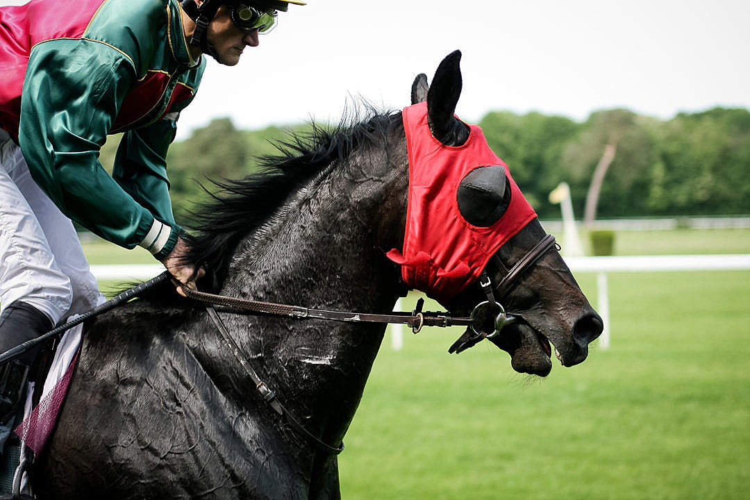 Download Horse Racing FREE Stock Photo