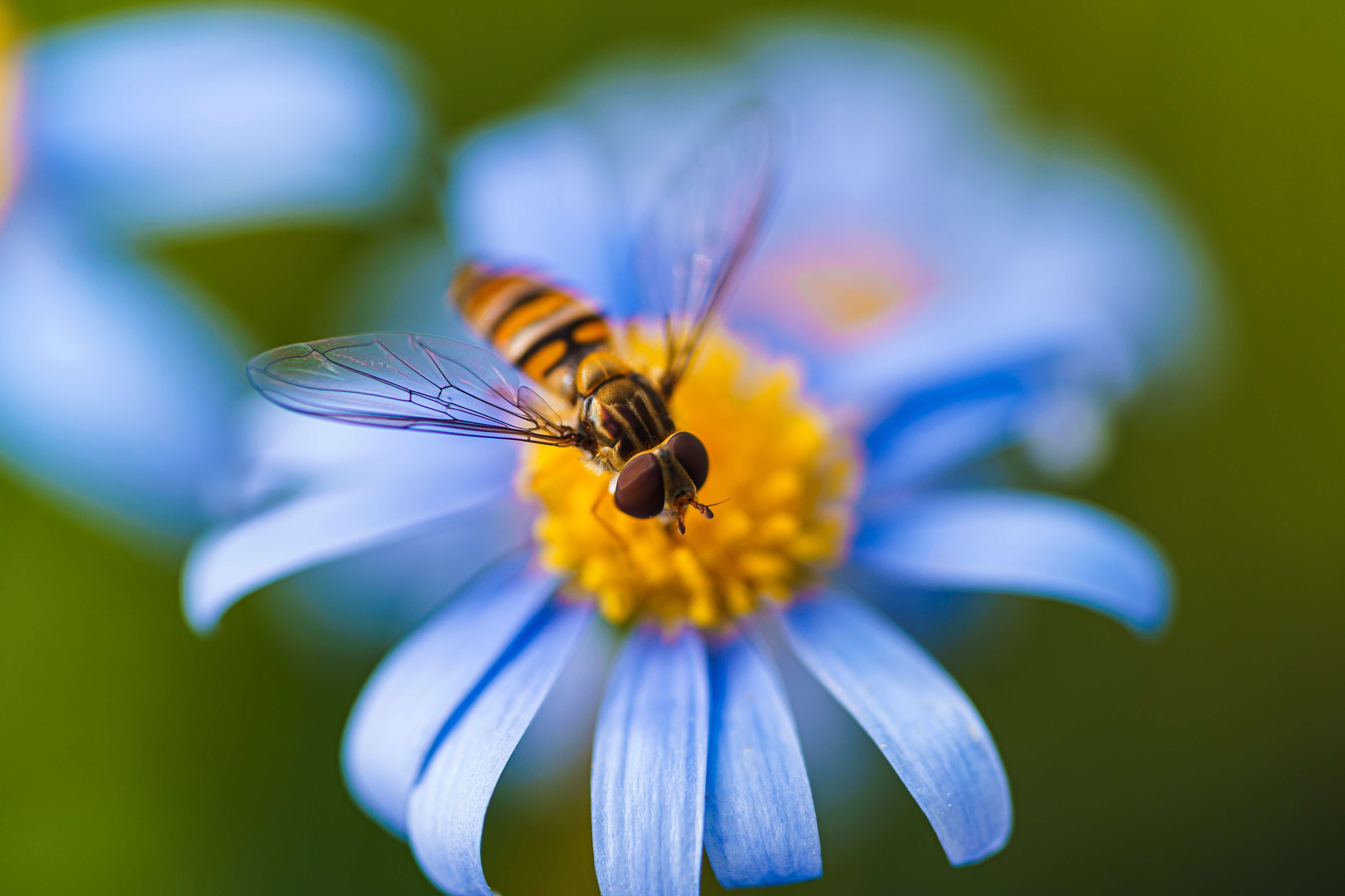 Bee Stock Photo - Download Image Now - Bee, Pollen, Pollination