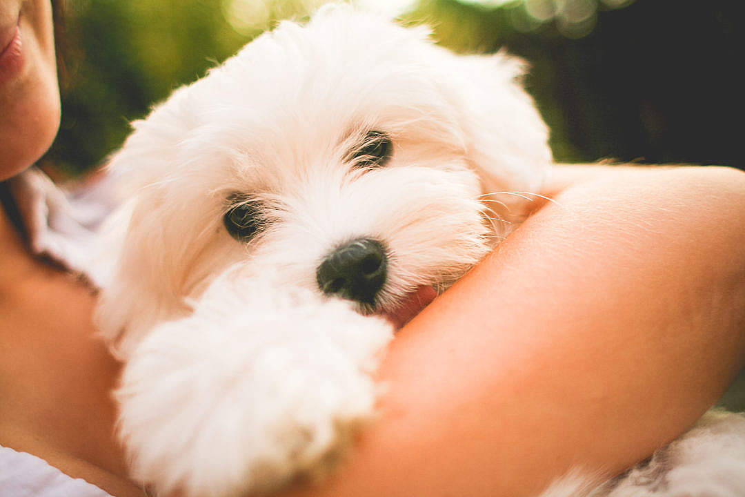 Download Hugging Maltese Dog Puppy FREE Stock Photo
