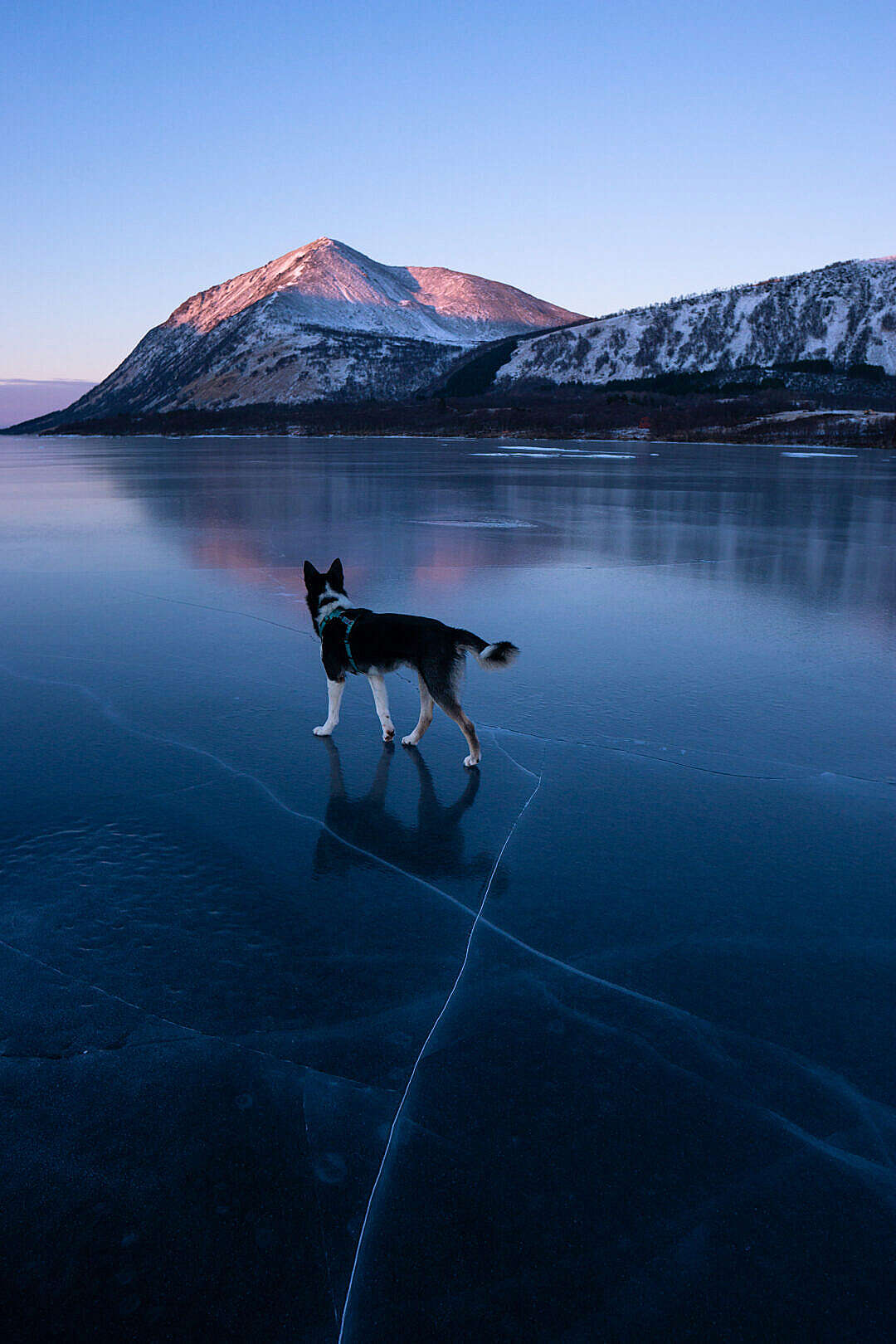 Husky Dog on a Frozen Lake