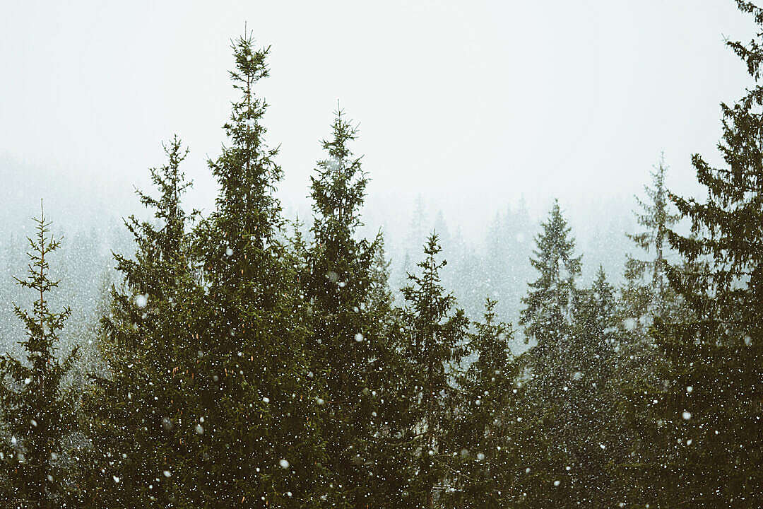 Download It’s Snowing FREE Stock Photo