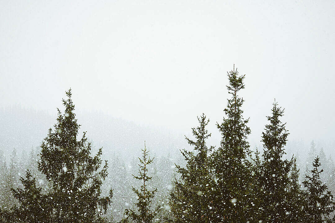 Download It’s Snowing in Forest FREE Stock Photo