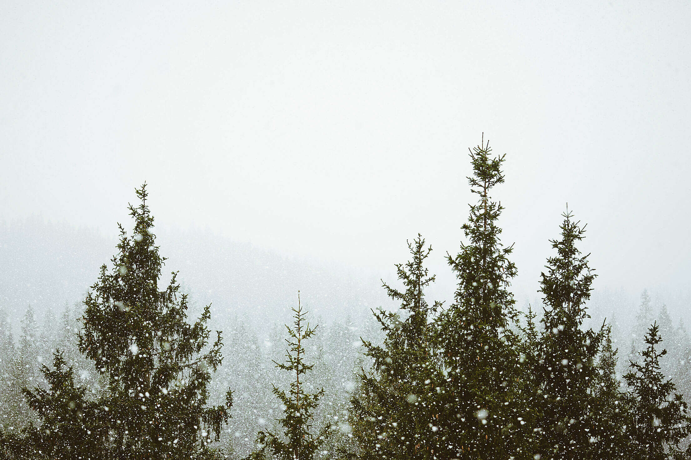 It’s Snowing in Forest Free Stock Photo