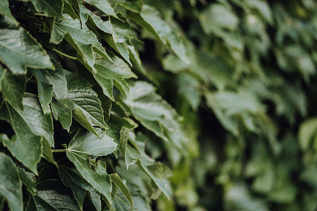 Ivy Leaves Close Up