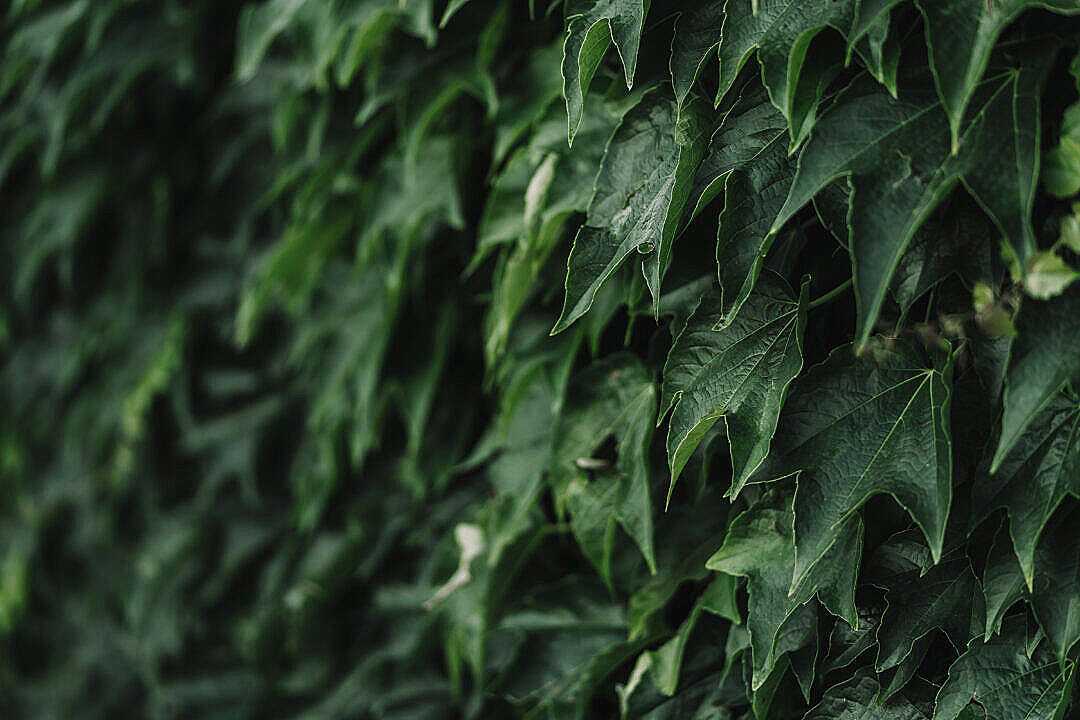 Download Ivy Leaves FREE Stock Photo