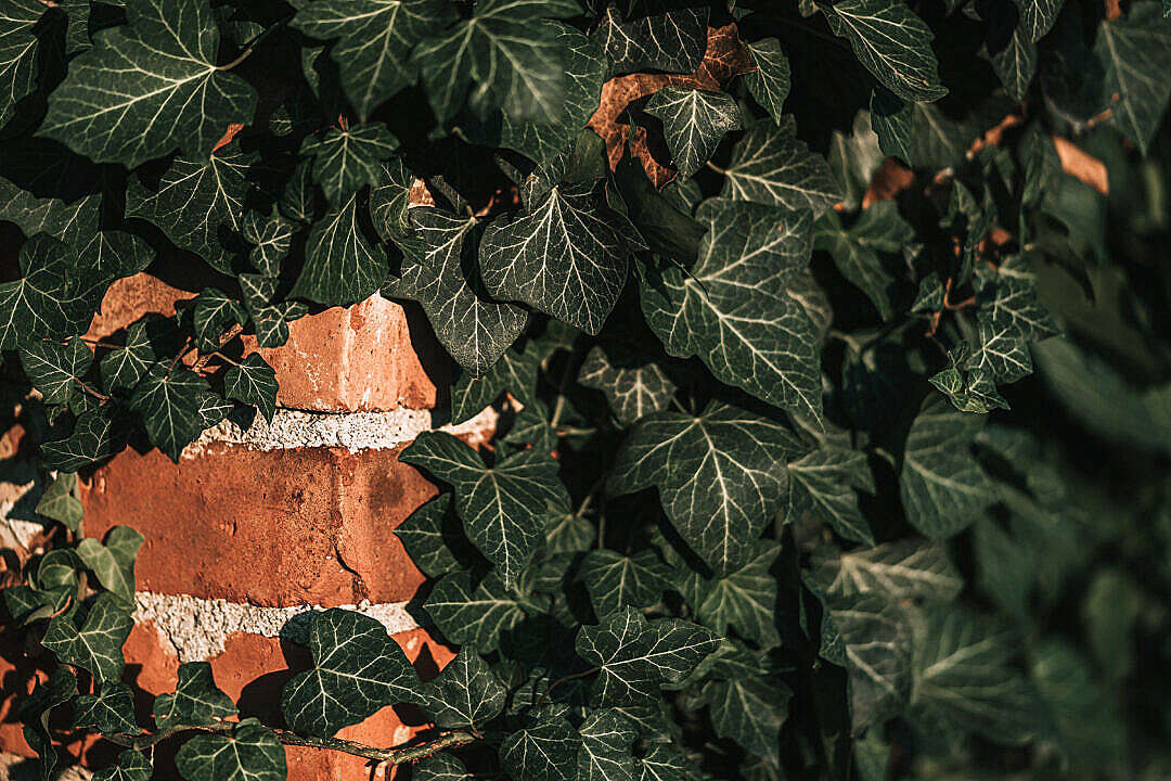 Download Ivy on a Brick Wall FREE Stock Photo
