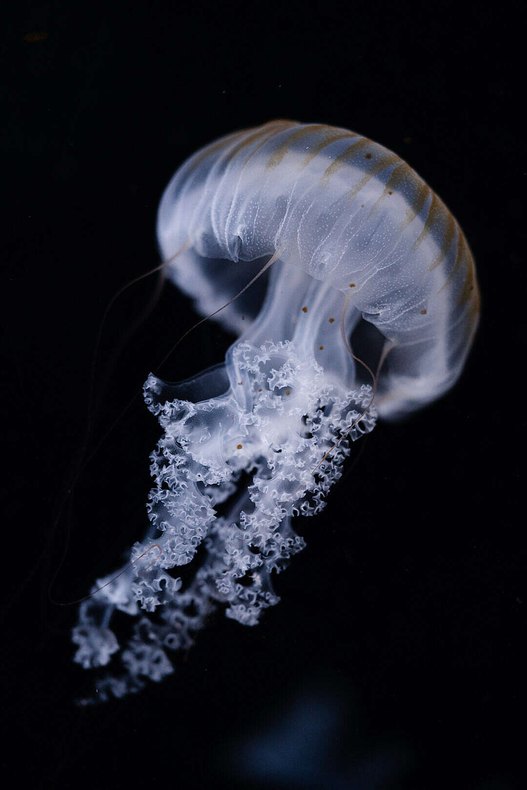 Download Jellyfish Chrysaora Pacifica FREE Stock Photo