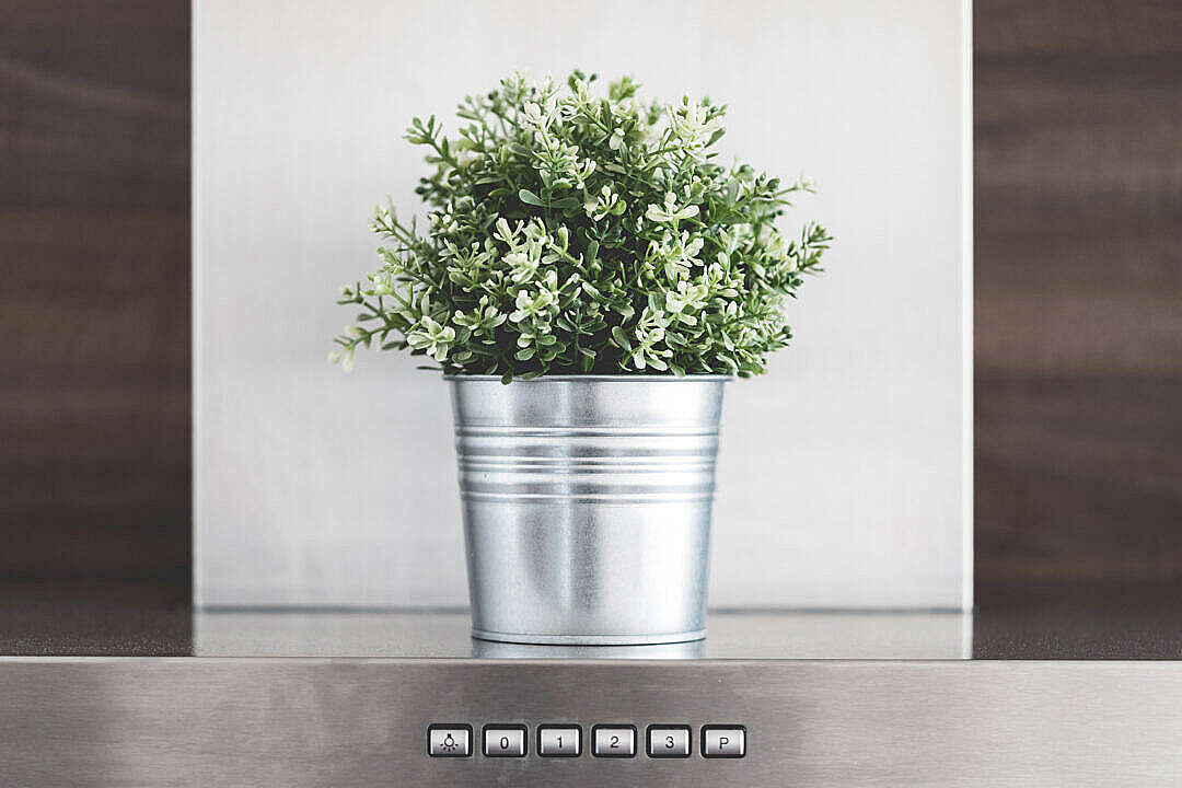 Download Kitchen Decoration: Green Flower in Metallic Flowerpot FREE Stock Photo
