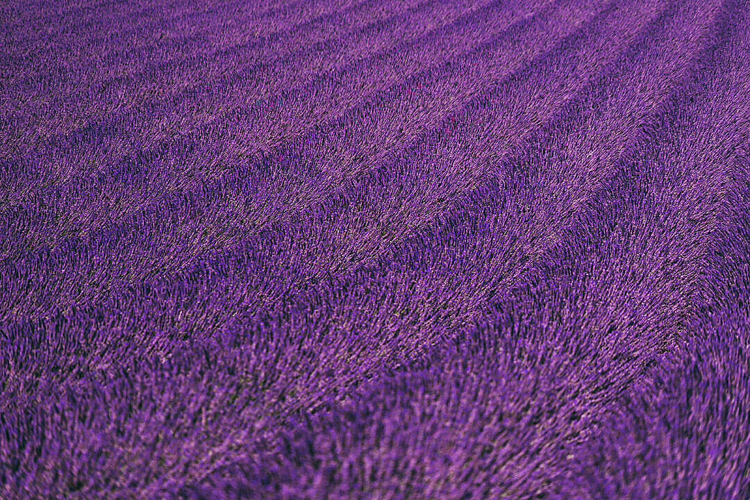 Download Lavender Field Background FREE Stock Photo